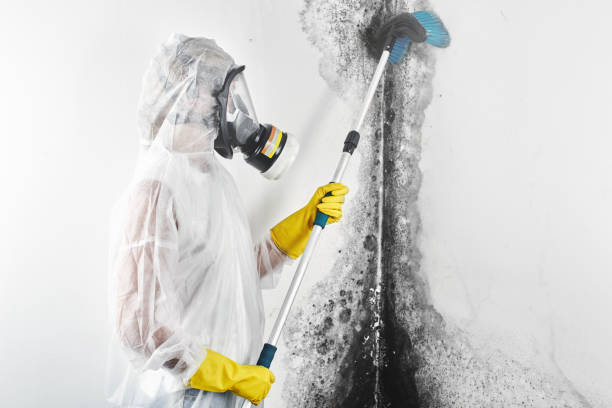 Best Emergency Mold Remediation  in Twin Lakes, NM